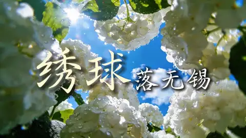 无锡绣球花的主场到来了,这些赏花点一定不要错过