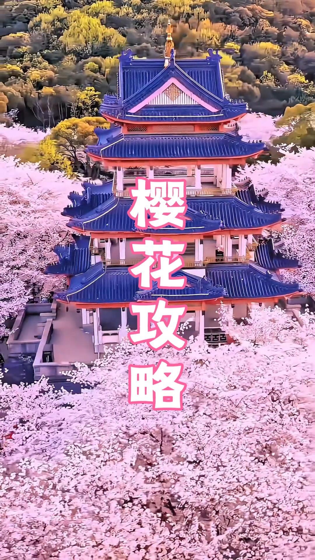 2026鼋头渚樱花攻略：最佳观赏期、交通出行、门票价格、游玩路线最新汇总