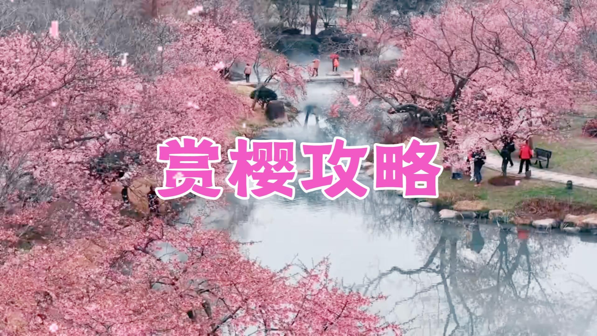 无锡鼋头渚樱花攻略 | 世界三大赏樱胜地:樱花花期、打卡点位一篇看懂