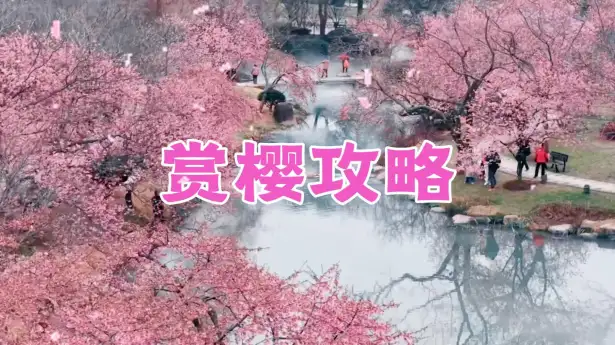 无锡鼋头渚樱花攻略 | 世界三大赏樱胜地：樱花花期、打卡点位一篇看懂