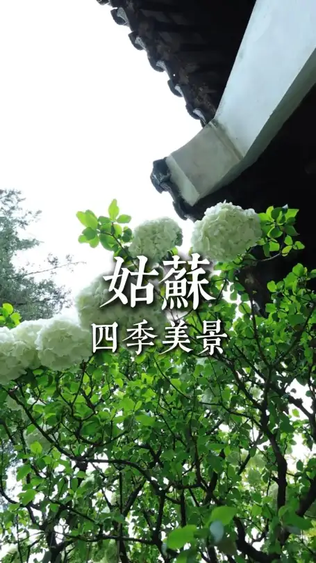 姑苏四季各有风情，一年四季都适合来苏州
