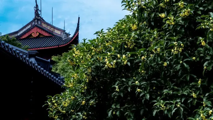灵隐桂花