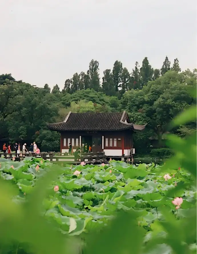西湖荷花