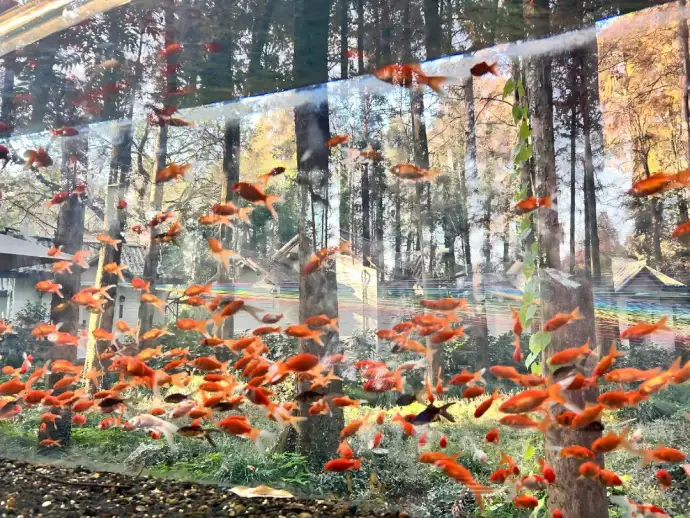 花港观鱼