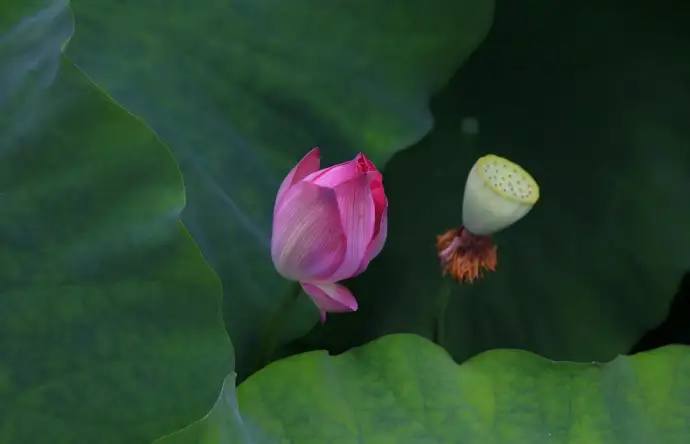 荷花