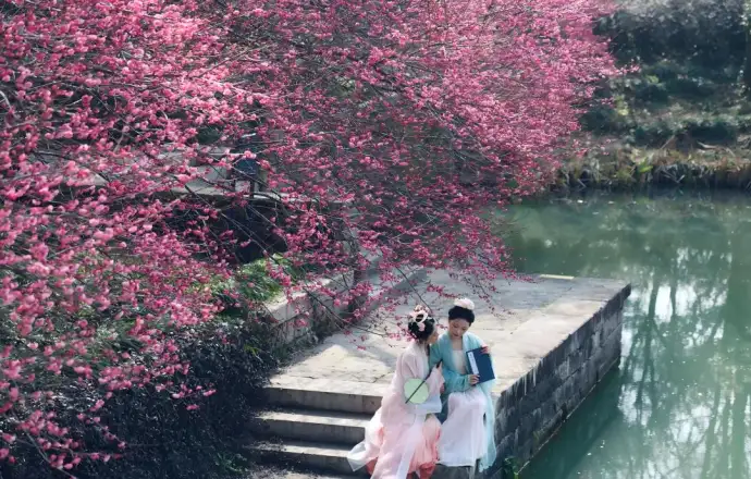 西溪梅花