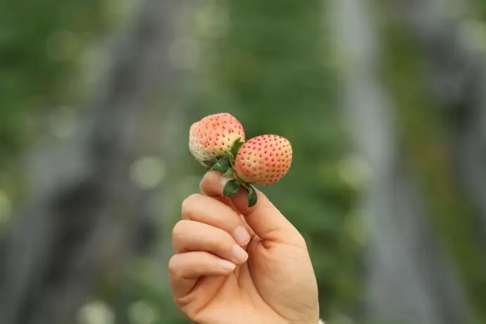 西溪野草莓