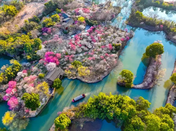西溪梅花