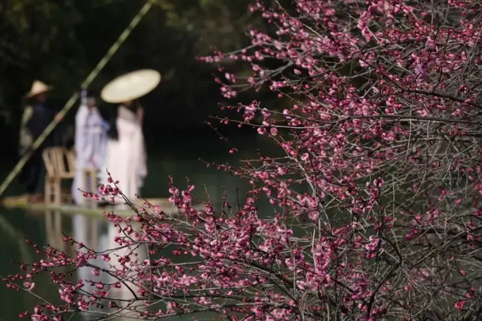 西溪梅花
