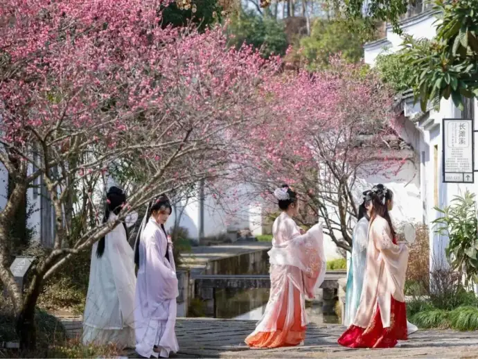 千岛湖梅花