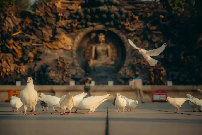 和平鸽广场
