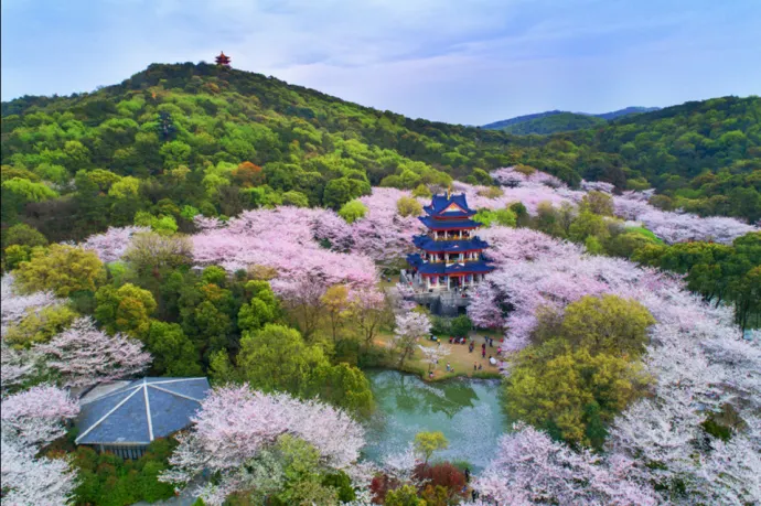 樱花谷