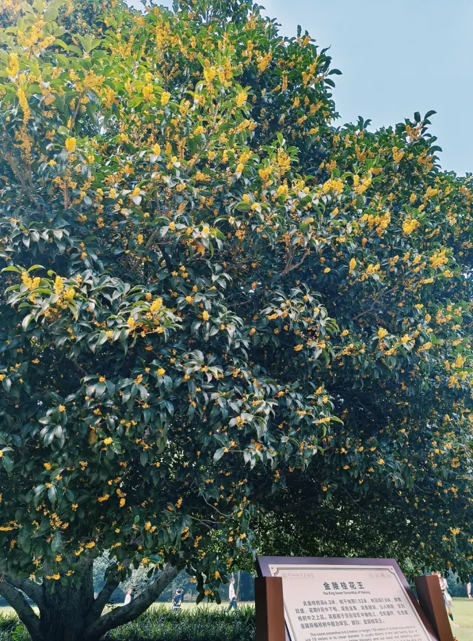 灵谷寺桂花