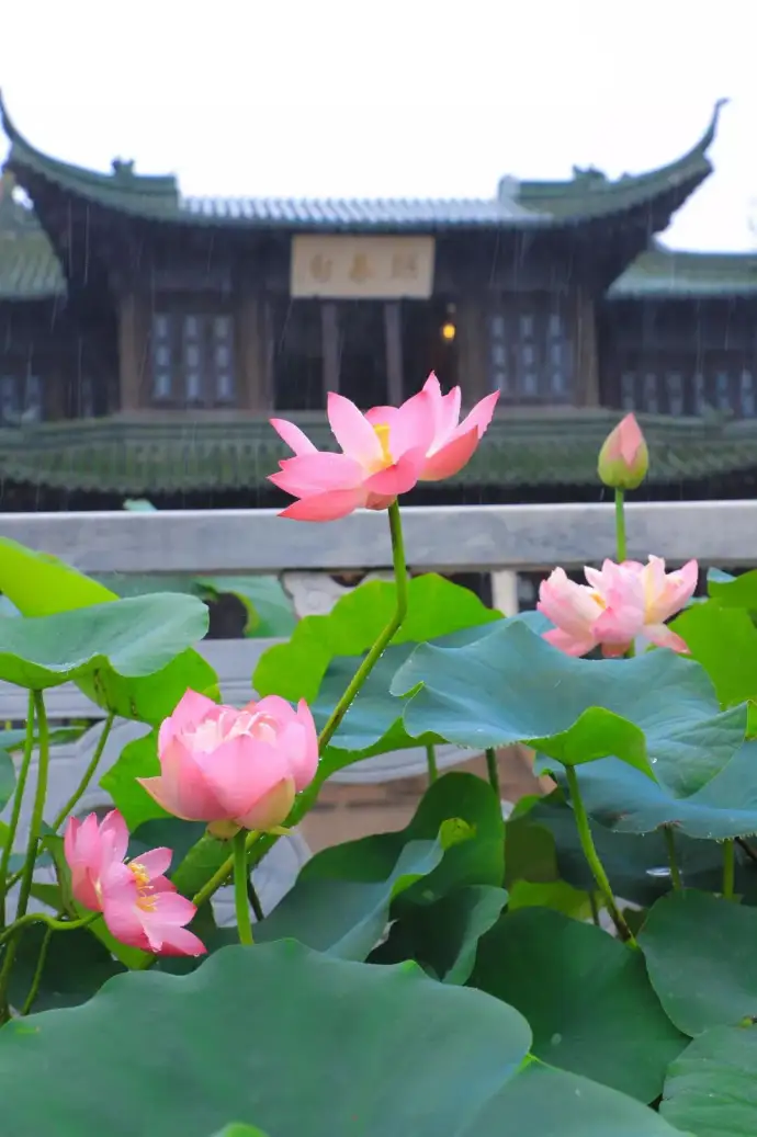 荷花