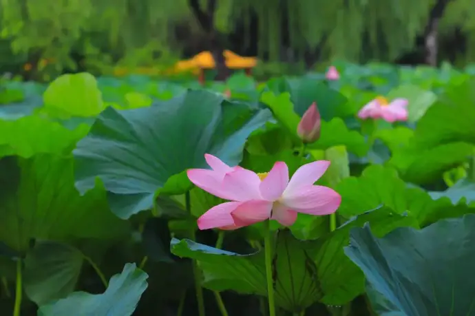 荷花