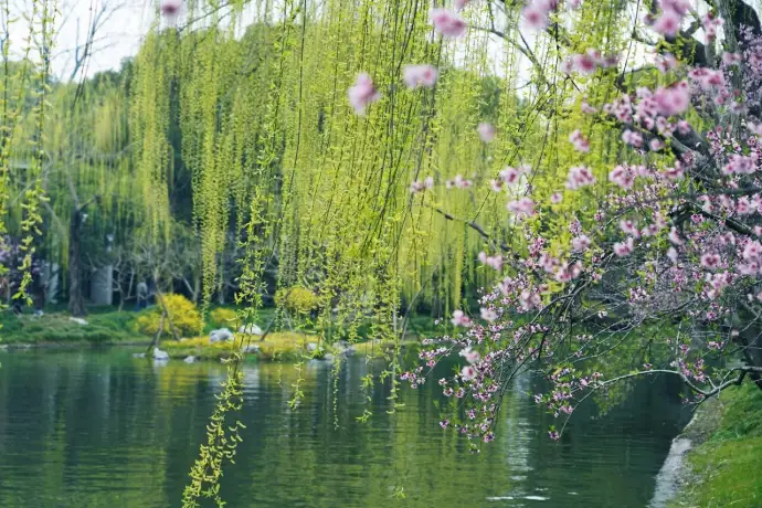 春天长堤春柳