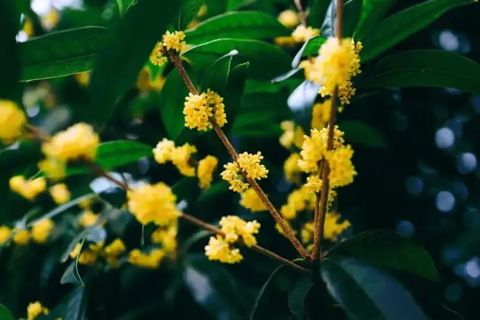 桂花
