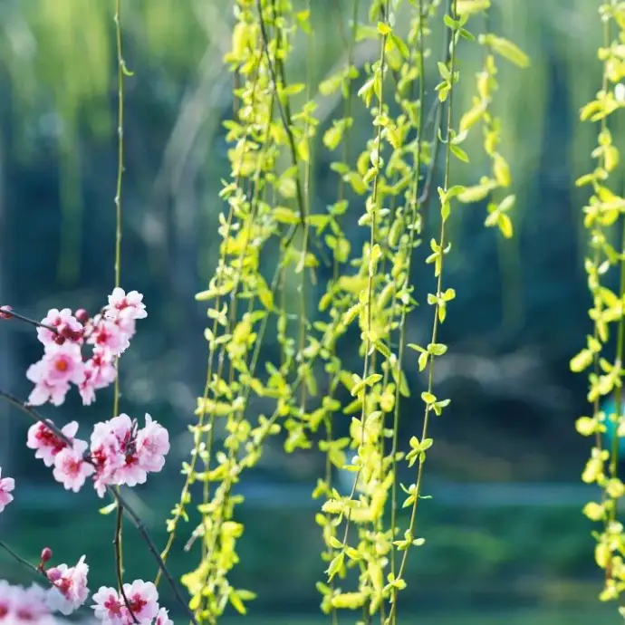 长堤春柳桃花开