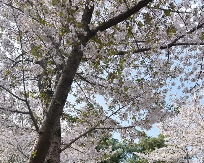 大明寺