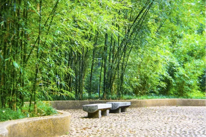 个园竹林
