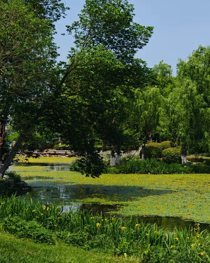 玄武湖一日游
