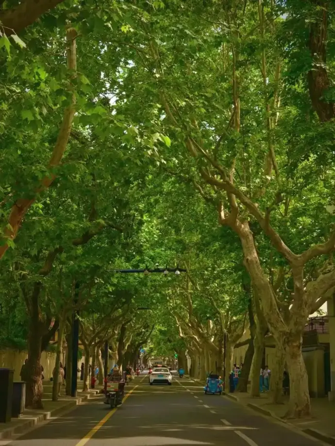 梧桐路