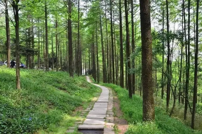 莫干山小道