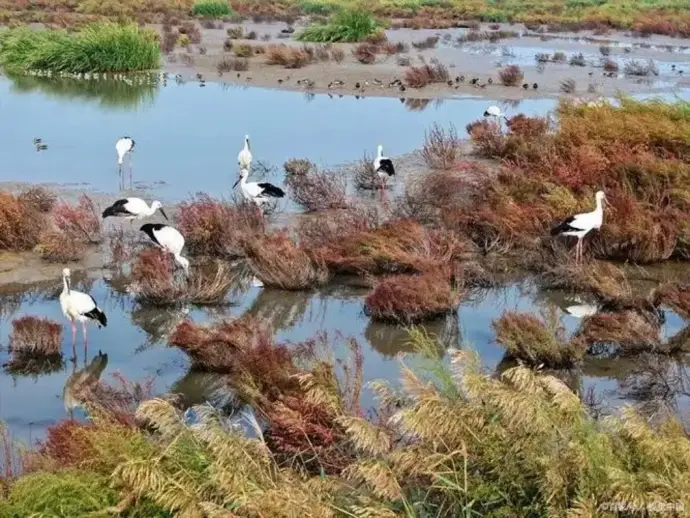 湿地