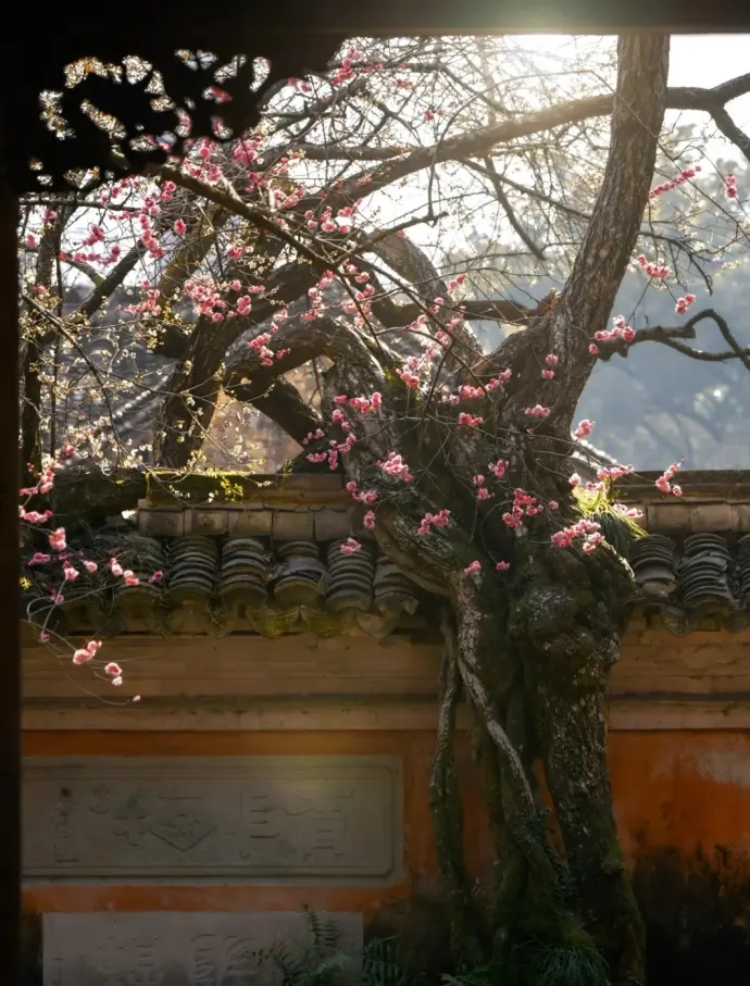 国清讲寺隋梅