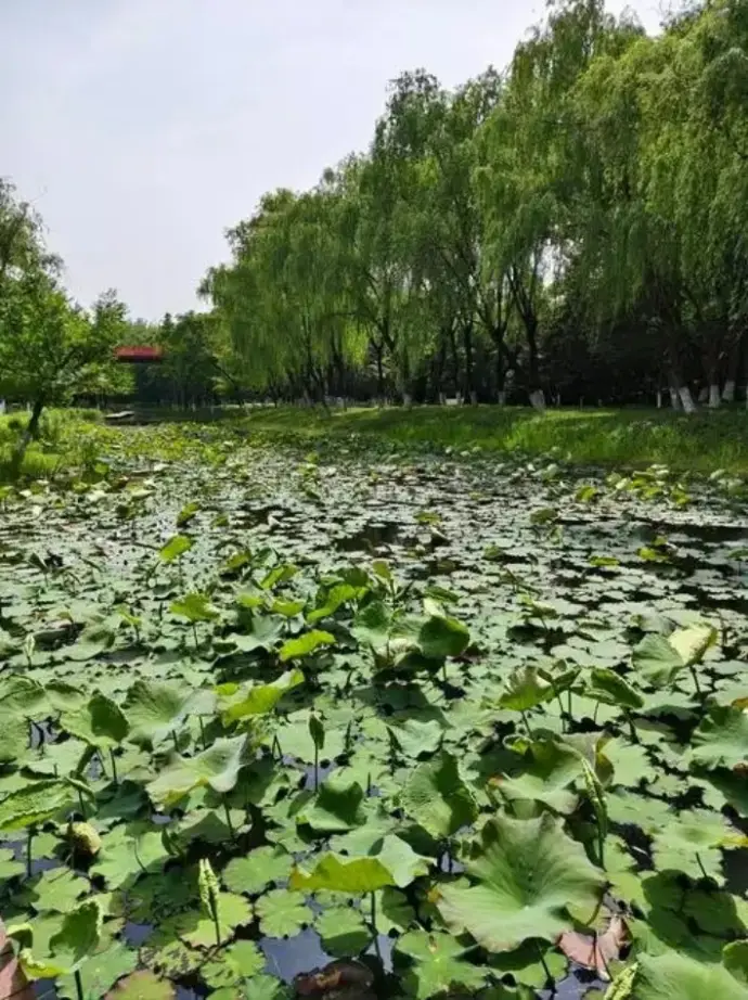南湖生态公园