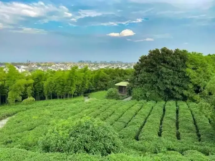 小梅山