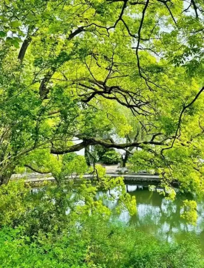 湖心岛