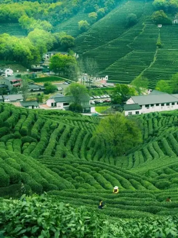 茶园