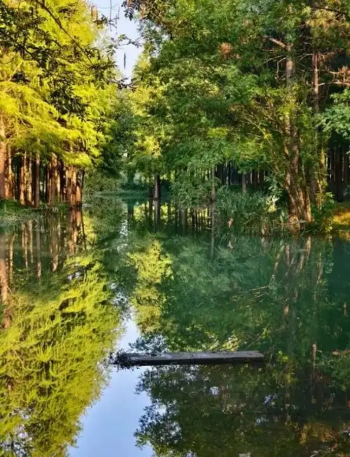 西溪湿地