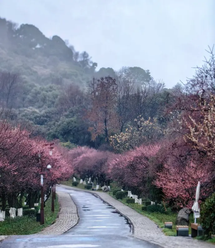 超山梅花