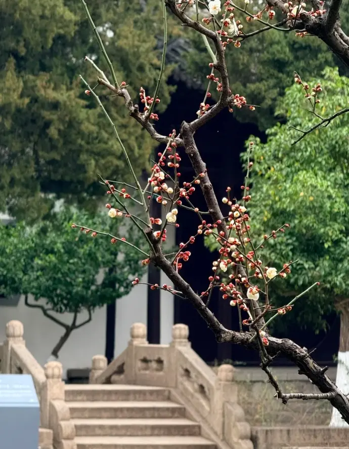 梅花