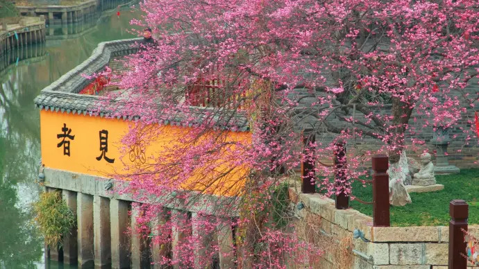 梅花洲梅花