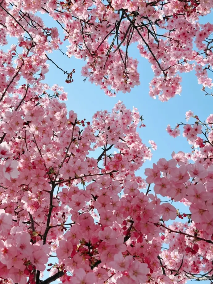 梅花