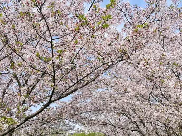 嘉兴植物园
