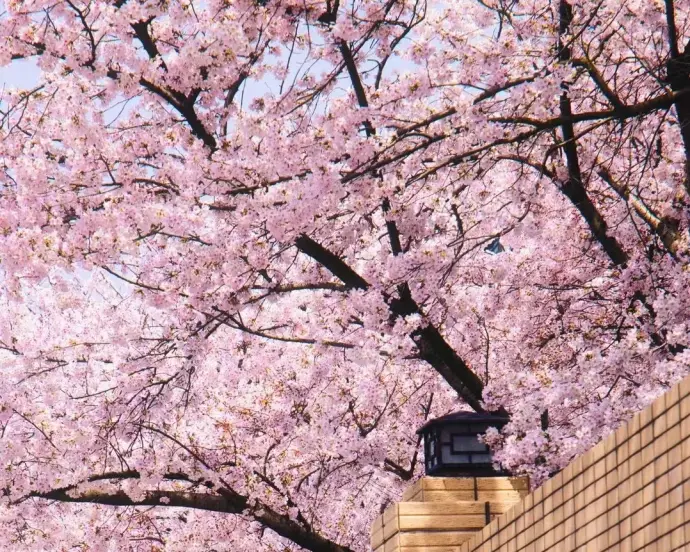 樱花