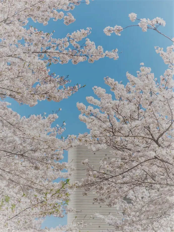 嘉兴同济大学