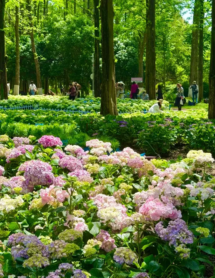 中山植物园