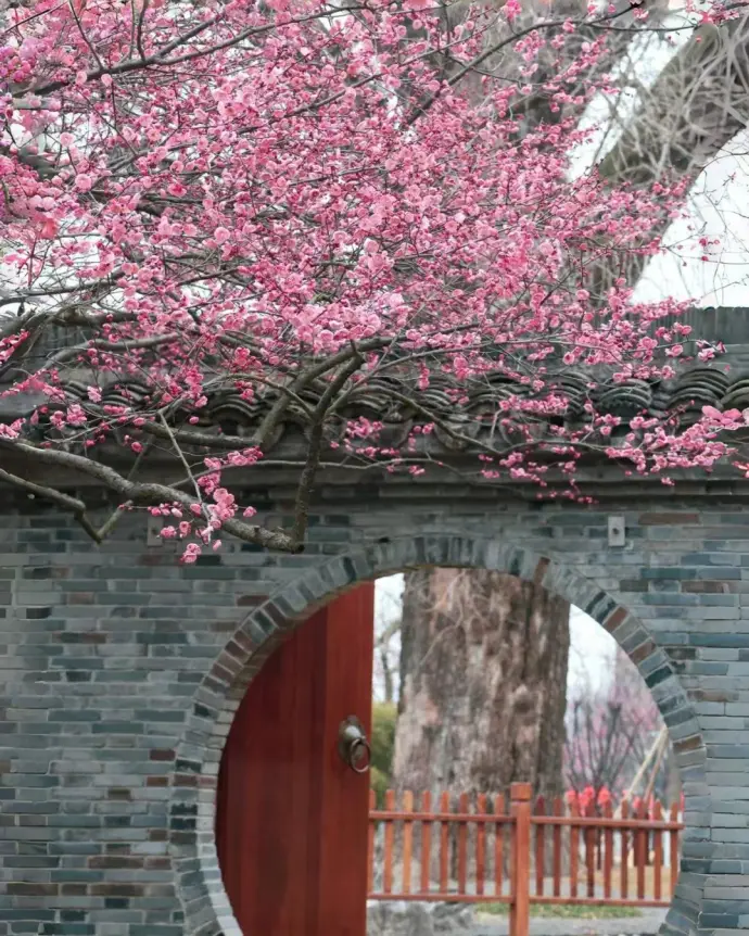 梅花洲梅花