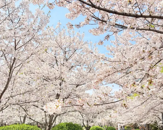 嘉兴同济大学