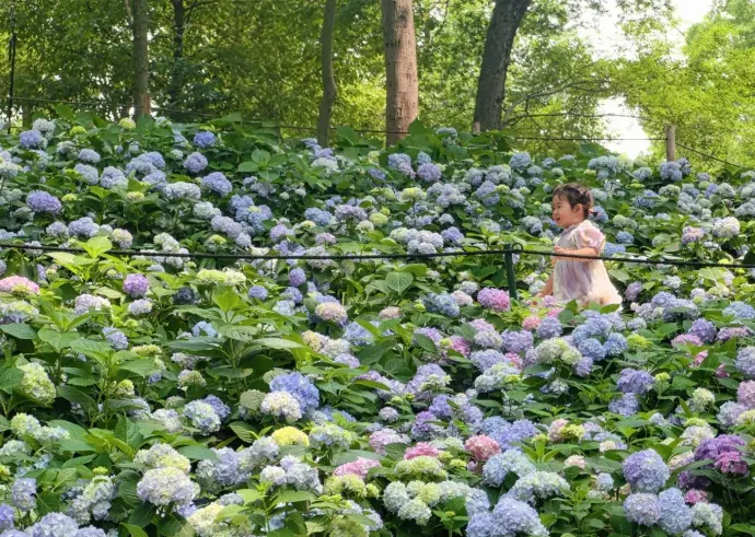 中山植物园