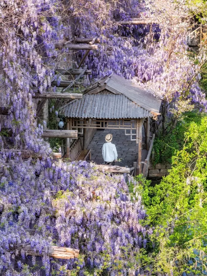 嘉兴薰衣草