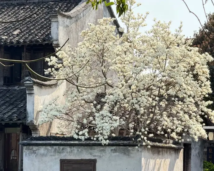 嘉兴赏花