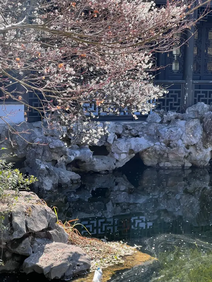 嘉兴南湖梅花