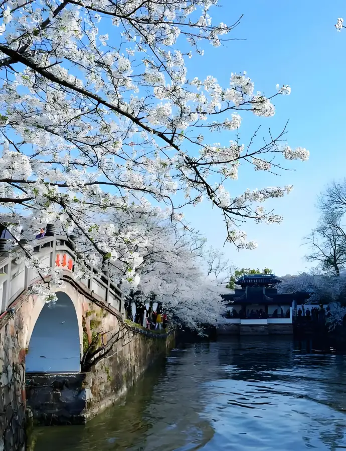 樱花