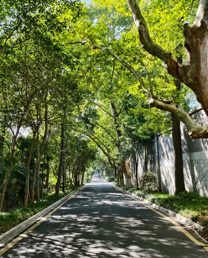 梧桐大道